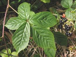 Image result for Rubus adolfi-friederici