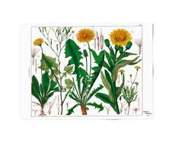 Kleurplaat van bloemen in van gogh style. Poster 50x70 Paardebloem Hortus Botanicus Museum Webshop Museum Webshop