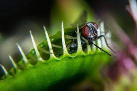 Die venusfliegenfalle ist ein pilz aus der familie der menschenfressenden pflanzen, welcher sich vorwiegend von menschen und fliegen ernährt. Venusfliegenfalle Futtern Wichtige Hinweise Fur Anfanger