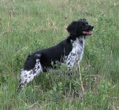 Black And White Spaniel Pin By Anger East On Dogs Of The Celts French Brittany Spaniel Brittany Spaniel Dogs Brittany Spaniel