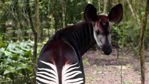 Protecting the okapi and all wildlife within the ituri forest, in the democratic republic of congo, the most biologically diverse country in africa. Okapi Zoo Berlin