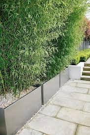 14 Unbelievable Cactus Plants Indoor Ideas Backyard Landscaping Designs Outdoor Gardens Modern Garden