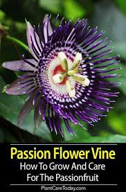 Passion flower vine is immediately recognizable by its big, spectacular blooms that appear in late summer and fall. Pin On Pct Landscaping Ideas