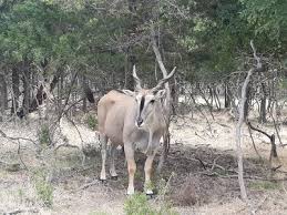 Maybe you would like to learn more about one of these? Buena Vista Wildlife Safari And Rv Park Coryell County Texas