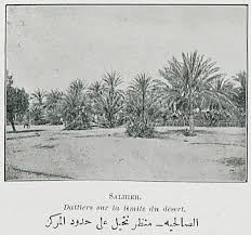 الصالحيه منظر نخيل على حدود المركز in 2021 blog blog posts post