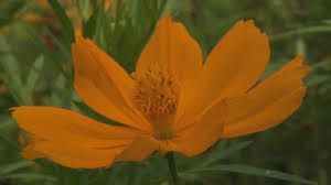 Sulfur, the human body's fourth most abundant mineral, cannot be naturally stored within the body. Cosmos Sulphureus Yellow Cosmos Sulfur Cosmos Health Benefits Youtube