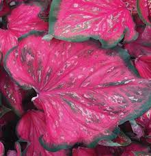 Callas, cannas & gladiolus sale ; Caladium Carolyn Whorton Caladium Bulb To Germinate Caladium Etsy In 2021 Caladium Plant Caladium Bulbs Caladium Pink