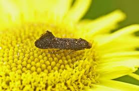 Image result for Disperis sp. nov. aff. bifida