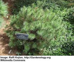 Would you like to know how to keep your dwarf and slow growing conifers at an optimum, proportionate size and yet have them looking natural and not clipped. 15 Small Or Dwarf Evergreen Trees For Your Garden With Pictures