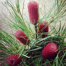 Almost all native plants are evergreen which means they tend to keep growing all year round and croweas to bush up during spring and summer, ensuring a spectacular flower display for the following season. February Flowers Australian Native Flowers Australian Flowers Flower Farm