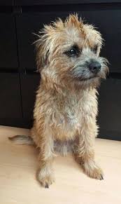 Levi Mylo Ollie C On Twitter Hunde Fotos Hundefotos Border Terrier