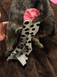 Find easy diy dog toys to make your friend happy. Diy Dog Diaper Album On Imgur