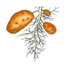 Modifications to the stem allow the plants to persist in certain. Stem Modifications Biology For Everybody