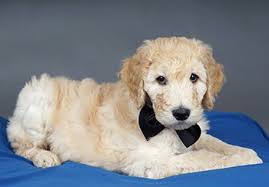 He always seems concerned about how other dogs are doing and licks their ears to tell them everything will be okay. How Much Do Goldendoodle Puppies Cost Real World Examples