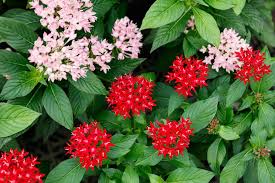 Image result for Pentas