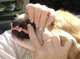 The average dog at rest takes 24 breaths per minute. How To Check Your Dog S Pulse Respiration And Temperature