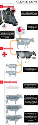 Cow Cloning And Offspring Slaughter For Consumption Infographic Cow Animal Science
