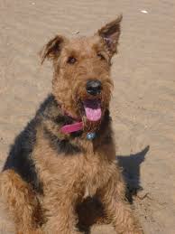 That type of dense, coiled hair can help to keep. Airedale Terrier Brown And Black Curly Hair Dog Pets Lovers