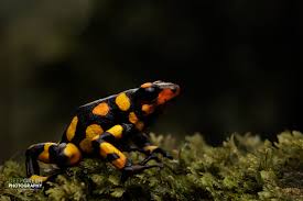 Image result for Fadogia ancylantha