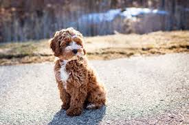 Cockapoo puppies for sale near joice, iowa, usa, page 1 (10 per page) puppyfinder.com is your source for finding an ideal cockapoo puppy for sale near joice, iowa, usa area. Dog Breeders In Iowa Puppies For Sale In Iowa Part 2