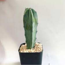 Found this white pest by my cactus shelf. Blue Candle Cactus Blue Candle Cactus Cactus House Plants Windowsill Garden