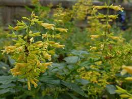 Image result for Dicliptera pumila