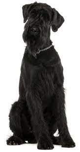 Just Dog Breeds Giant Schnauzer Miniature Schnauzer Puppies Schnauzer
