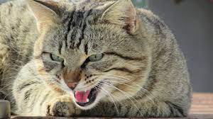 Suhu badan yang tinggi memang dapat membantu kekebalan tubuhnya agar berfungsi lebih efektif, namun demam. Ciri Ciri Kucing Sakit Berikut Cara Mengobatinya Agar Sehat Kembali Semua Halaman Kids