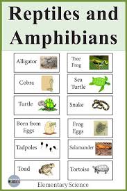 Reptile And Amphibian Word Wall Reptiles Amphibians Reptiles And Amphibians