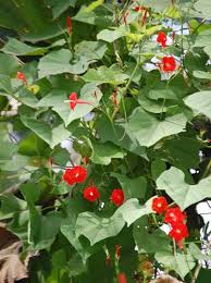 Image result for Ipomoea hederifolia
