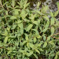 Image result for Caucanthus auriculatus