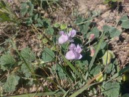 Image result for Dicerocaryum eriocarpum