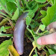 For example, your post title should contain the word whose roots you are showing, the resolution, and whether it is original content. Long Purple Italian Eggplant Seeds Terroir Seeds