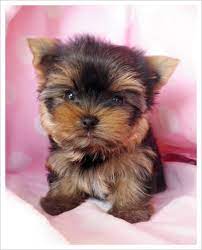 Tea Cup Yorkshire Terrier What A Cutie Xo Yorkie Yorkshire Terrier Yorkie Puppy