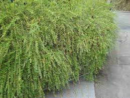 錫蘭葉下珠 plants herbs