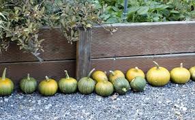 Check spelling or type a new query. Get It Growing Toxic Squash Sequim Gazette