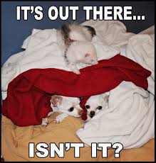 puppies