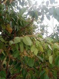 Image result for Maprounea