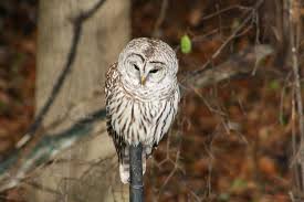 Bird White Owl Wallpaper Great Grey Owl 3888x2592 Wallpaper Teahub Io Collections of bird photos in high quality and resolution on birdwallpapers. bird white owl wallpaper great grey