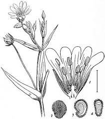Image result for Caryophyllaceae