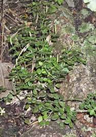 Image result for Peperomia tetraphylla