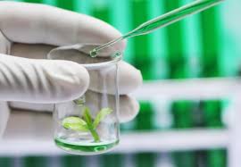 Plant cell technology is the one stop shop for all your plant tissue culture needs. How To Use Plant Cell Tech Ppm Plant Cell Technology Your Partner In Plant Tissue Culture