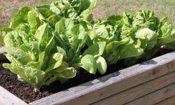 Easiest vegetables to grow in autumn: 10 Hardest Vegetables To Grow And Maintain Howstuffworks