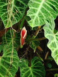 If you would like to subscribe to updates list, please send a message with your name and email to aroidpictures@gmail.com. Philodendron Verrucosum Aroid By Diana Bradshaw Philodendron Verrucosum Plant Care Philodendron