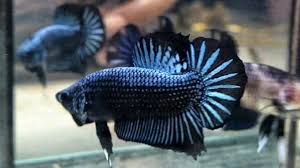 Pembayaran mudah, pengiriman cepat & bisa cicil 0%. Blue Samurai Ikan Cupang Ikan