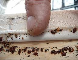 How to diy bed bug removal. 100 Effective Bed Bug Treatment Found In Ma Networx