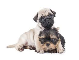 Todos os tipos de acessórios personalizados e resistentes para o seu pet. Cachorro Pequeno Tudo O Que Voce Precisa Saber Cachorrogato