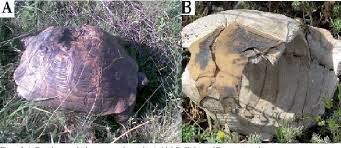 The bulk of the vegetation should be leafy greens. Pdf A Preliminary Study On The Mediterranean Spur Thighed Tortoise Testudo Graeca Linnaeus 1758 From Northwestern Iran Semantic Scholar