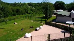 Programme tv de c8 animaux à adopter : Animaux A Adopter Nouvelle Famille Pour Une Nouvelle Vie