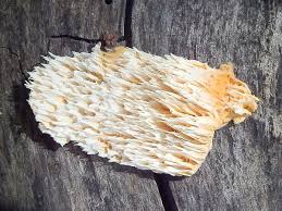 Image result for Pycnoporellus alboluteus